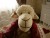 ANNABELLE La Brebis